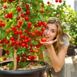 Cultiver des tomates cerises en pot : 10 conseils clés pour bien réussir votre récolte