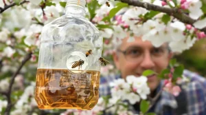 Fini les pièges inefficaces : en 2026, cette boisson attire les frelons asiatiques sans tuer vos abeilles