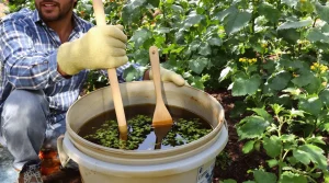 J'ai laissé tremper cette plante 10 jours : mes tomates ont poussé bien plus vite ensuite