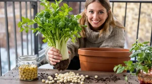 J’ai remplacé les cubes de bouillon par cette plante à mettre en pot à cette période précise