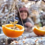 « Je l’ai posée hier, ils sont venus ce matin » : ma mangeoire maison à faire en 5 minutes attire les oiseaux