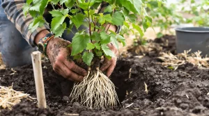 Le fruitier le plus simple du jardin : même sans main verte, il pousse facilement