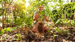 Pendant que votre potager grille cet été, cette petite bille plantée en avril va chercher l’eau très bas