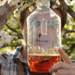 Votre piège à frelons asiatiques tue plus d’abeilles que de reines : 2 réglages changent tout